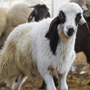 Koyun Çadırı Nedir? Küçükbaş Hayvancılık İçin Modern Çadır Sistemleri