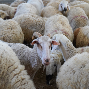 Verimi Artıran Modern Sistemler: Büyükbaş Hayvan ve Besi Çadırı Yatırım Rehberi