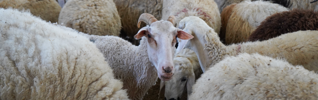 Verimi Artıran Modern Sistemler: Büyükbaş Hayvan ve Besi Çadırı Yatırım Rehberi