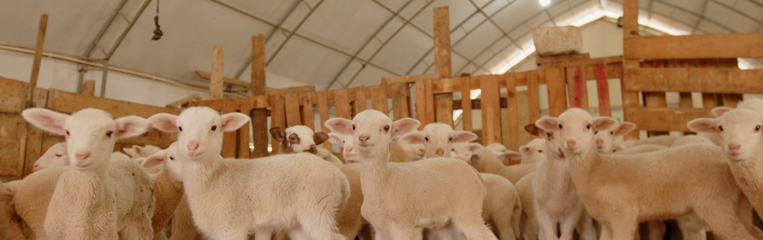 Konya Genelinde Tamamlanan Küçükbaş Hayvan Çadır Projeleri